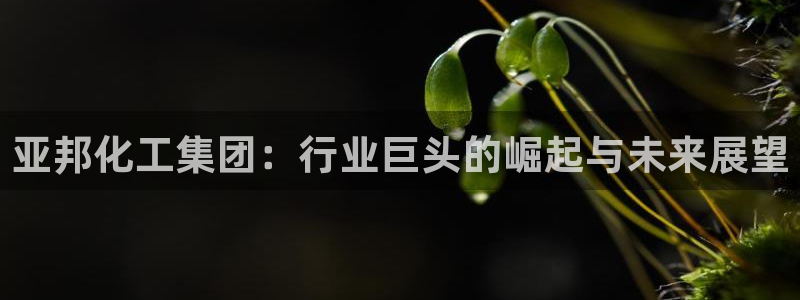 球盟会最新活动