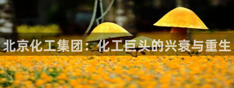 球盟会最新网