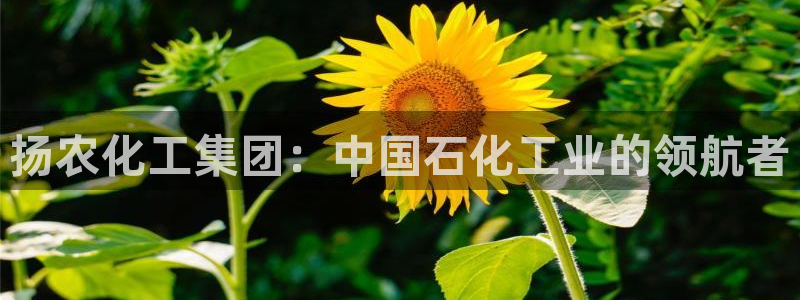 球盟会在线登入：扬农化工集团：中国石化工业的领航者