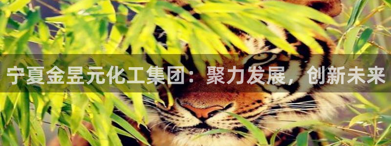 球盟会下载最新版：宁夏金昱元化工集团：聚力发展，创新未来