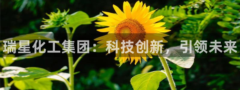 球盟会入口：瑞星化工集团：科技创新，引领未来